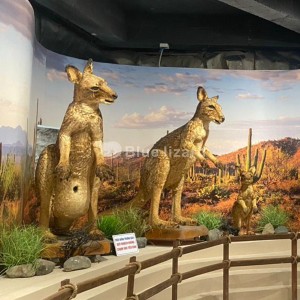 Kangaroo installation